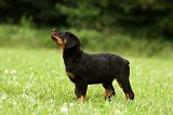 BEAUCERON - PUPPIES 302